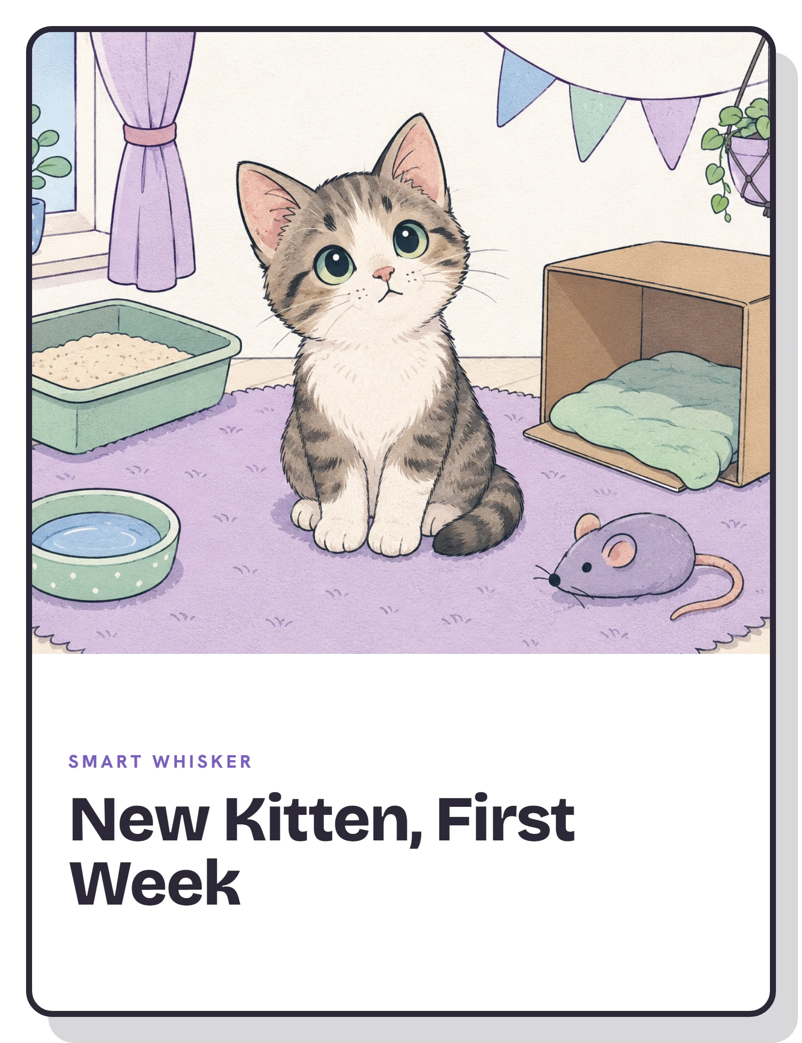 New Kitten, First Week